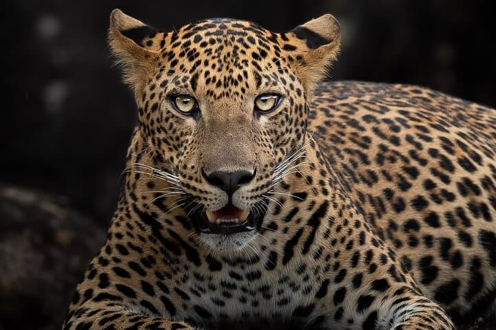 Half-Day Safari in Yala National Park — Leopard & Wildlife Safari from Tissamaharama photo 5