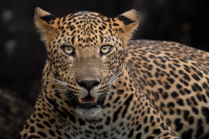Yala National Park Full-Day Safari — Leopard Sightings & Wildlife Drive