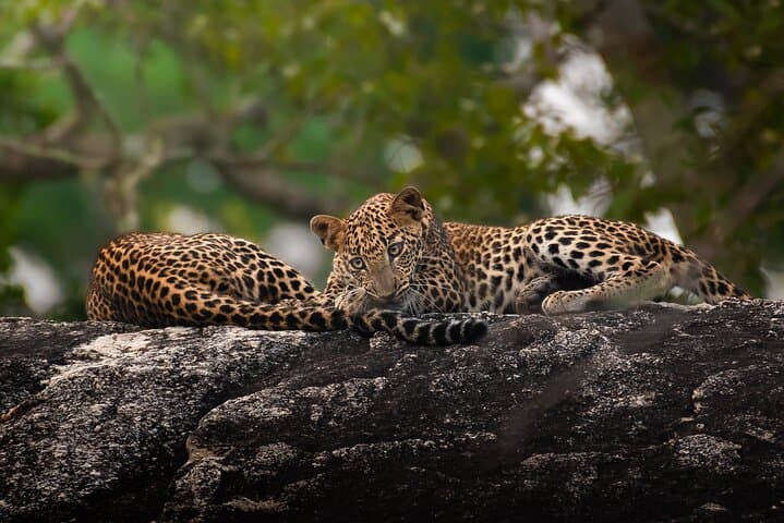 Yala National Park Full-Day Safari — Leopard Sightings & Wildlife Drive photo 3