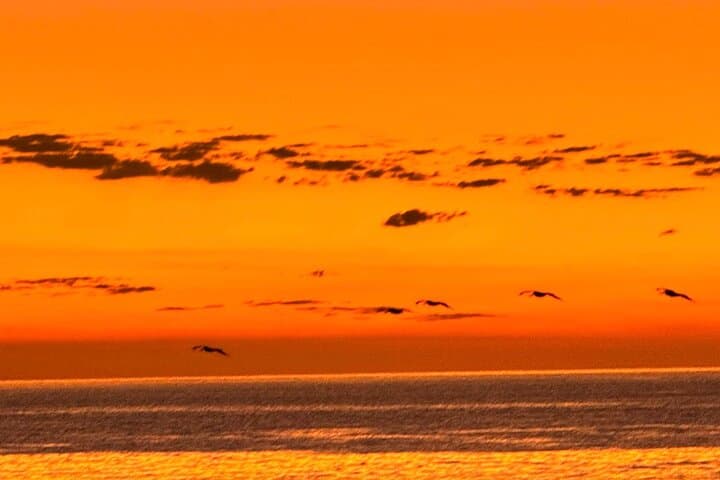 La Paz Sunset Wildlife Cruise: Bay Evening Boat Tour with Local Guides photo 3