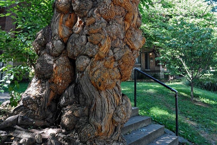 Old Louisville Ghosts Walking Tour — Self-Guided Smartphone Audio Adventure photo 3