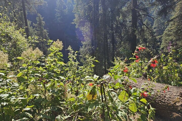 Private Day Hike to Los Diamantes Waterfall from Mexico City photo 3