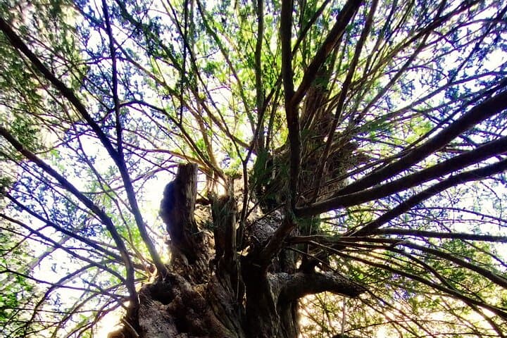 Forest Bathing in the Prades Mountains: Guided Shinrin‑yoku near Mont‑ral photo 2