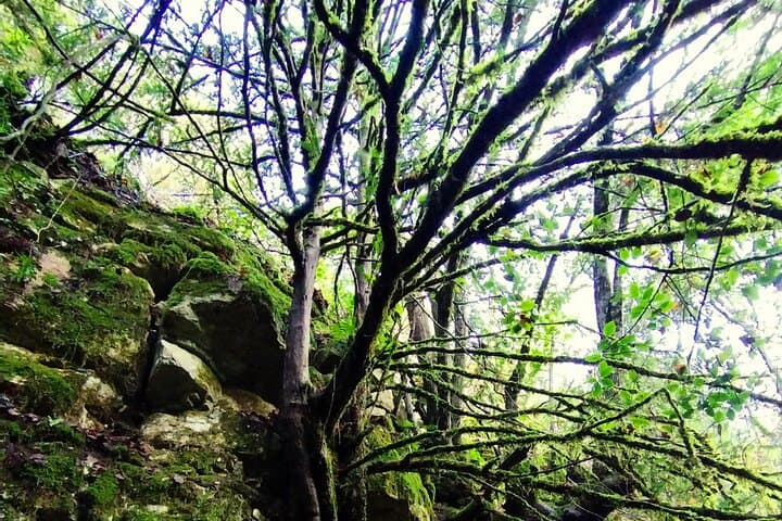 Forest Bathing in the Prades Mountains: Guided Shinrin‑yoku near Mont‑ral photo 3
