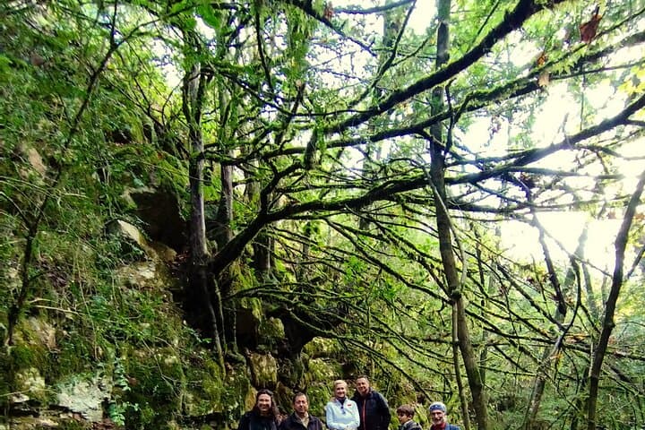 Forest Bathing in the Prades Mountains: Guided Shinrin‑yoku near Mont‑ral