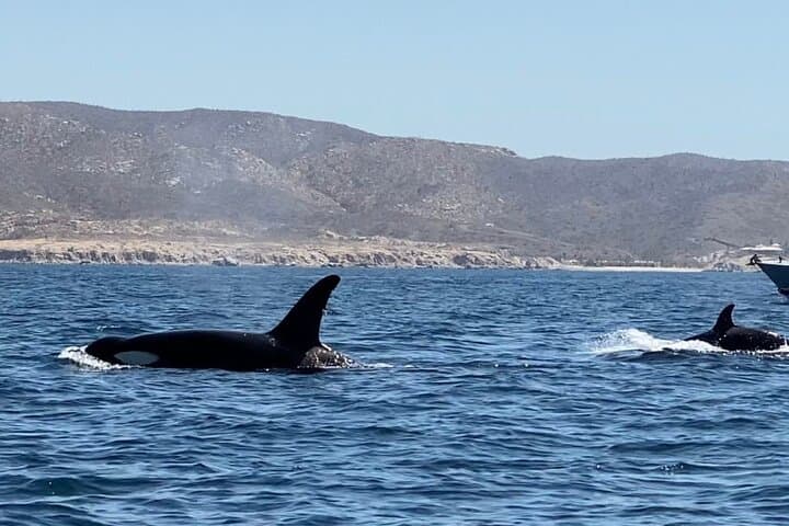 La Paz Sunset Wildlife Cruise: Bay Evening Boat Tour with Local Guides photo 5