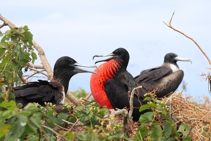 Isla de la Plata Wildlife Trails and Snorkeling — Machalilla National Park Day Trip photo 2