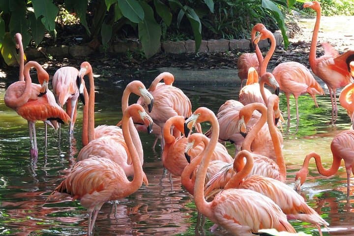 Private Transfer to Iguaçu Falls and Parque das Aves — Skip-the-Line Guided Tour photo 3