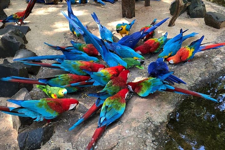 Private Transfer to Iguaçu Falls and Parque das Aves — Skip-the-Line Guided Tour photo 4