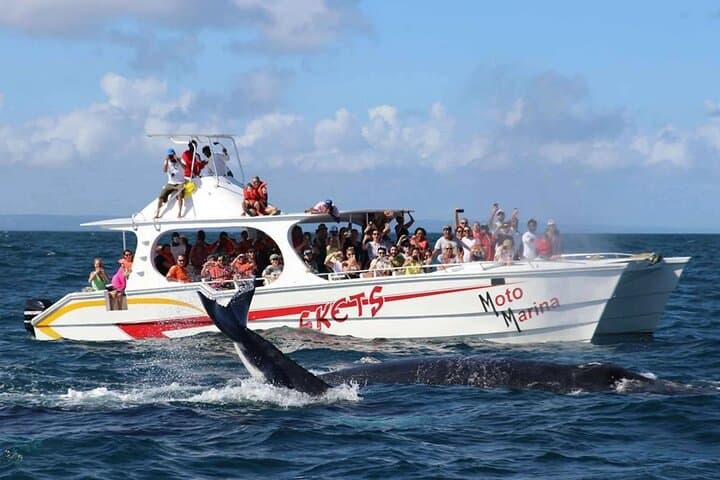 Samana Adventure: Whale Watching, El Limón Waterfall & Cayo Levantado Day Trip photo 2