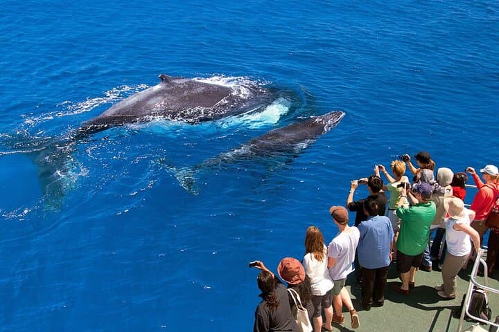 Samana Adventure: Whale Watching, El Limón Waterfall & Cayo Levantado Day Trip photo 4