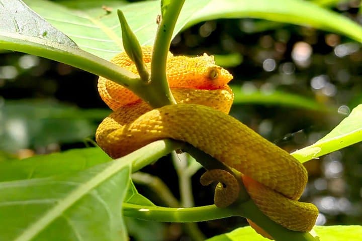 Private Rainforest Day Tour in Bijagua: Sloths, Waterfalls, Hanging Bridges & Coffee Tasting photo 4