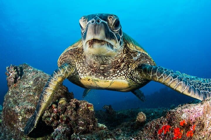 Scuba in Eleele, Hawaii