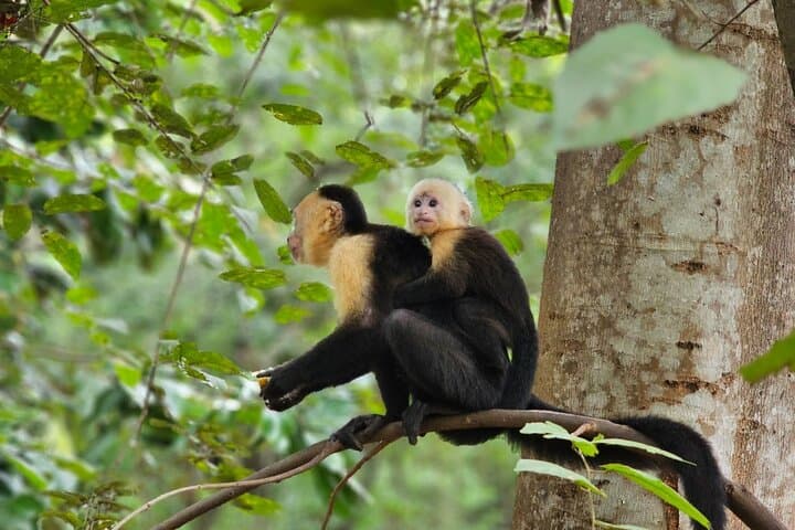 Monkey, Sloth and Jaco Beach Adventure: Jaco, Playa Blanca & Tárcoles Wildlife Tour