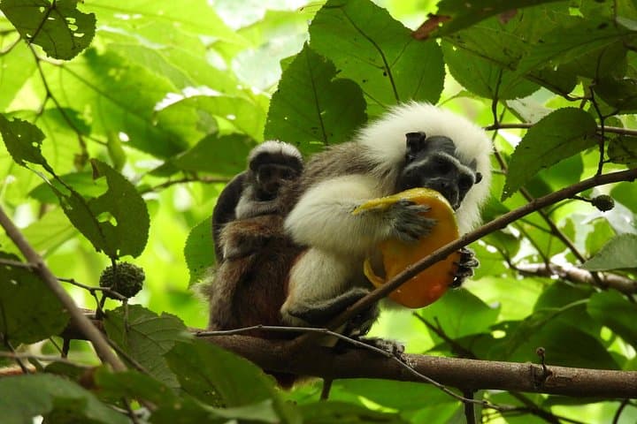 Hike Parrot Mountain at Fundación Loros: Wildlife & Conservation Near Cartagena photo 2
