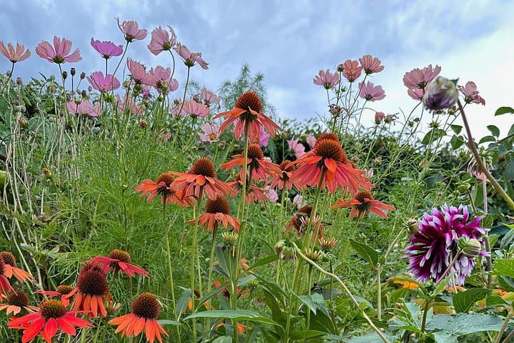 Oasis Cottage Gardens & Floristry Studio — Private Garden Tour near Oxford, NZ photo 4