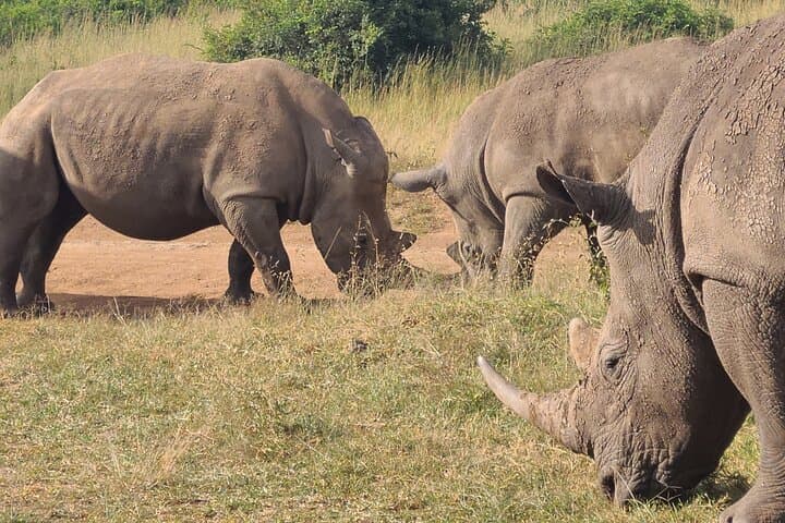 Half-Day Game Drive in Nairobi National Park — Wildlife Safari Near Nairobi