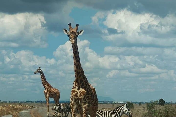 Nairobi National Park Tour: Half-Day Safari Inside Kenya's Capital photo 2