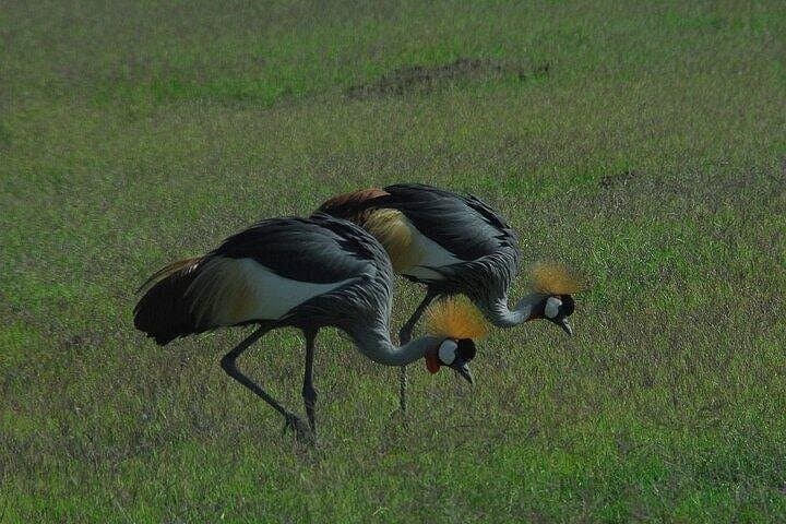 3-Day Amboseli Safari: Elephants, Kilimanjaro Views & Maasai Culture photo 4