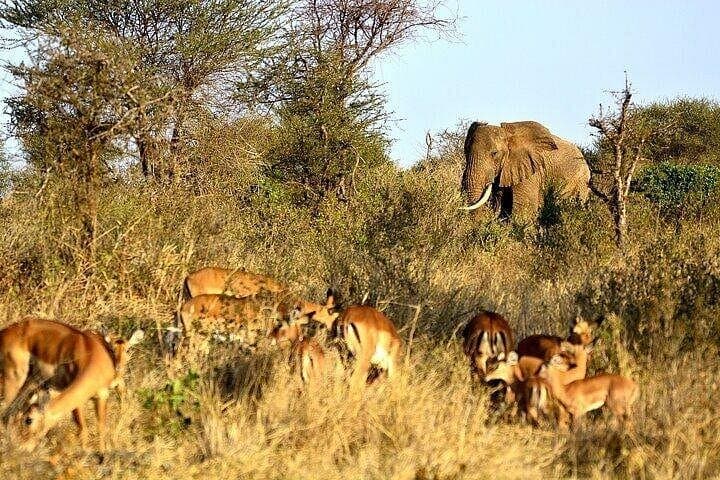 Full-Day Tsavo East Safari from Diani: Red Elephants & Yatta Plateau photo 4