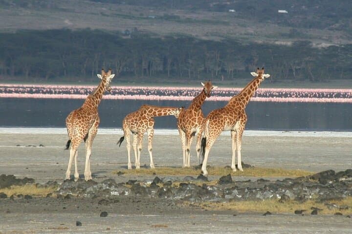 Lake Elementaita Flamingo and Wildlife Day Tour from Nairobi