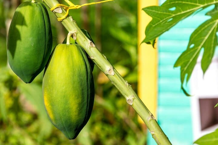Full-Day Higuey and River Yuma Tour from Punta Cana — Market, Farm, River Boat & Batey Visit photo 4