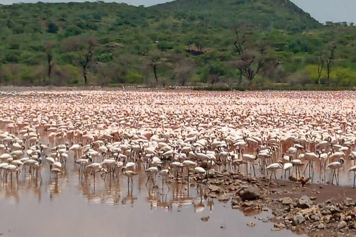 Lake Elementaita Flamingo and Wildlife Day Tour from Nairobi photo 4
