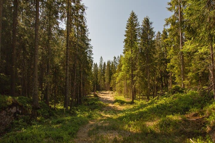 Sognsvann Lake Walk and Campfire: Private Two-Hour Forest Experience from Oslo photo 6