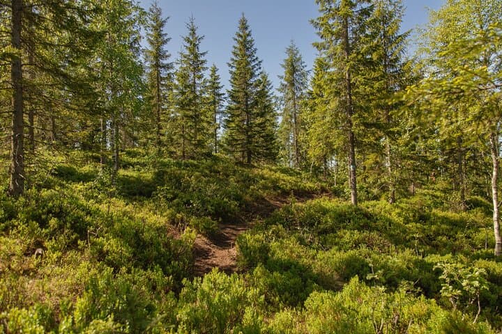 Holmenkollen Private Walk: Metro-to-Ski-Jump Forest Hike in Oslo photo 5
