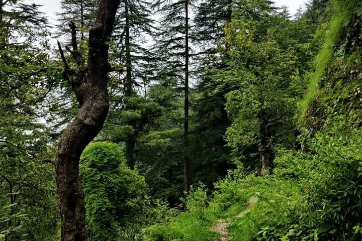 School Boy Walk Mussoorie: 2-Hour Jungle Trail to Doon Valley Views