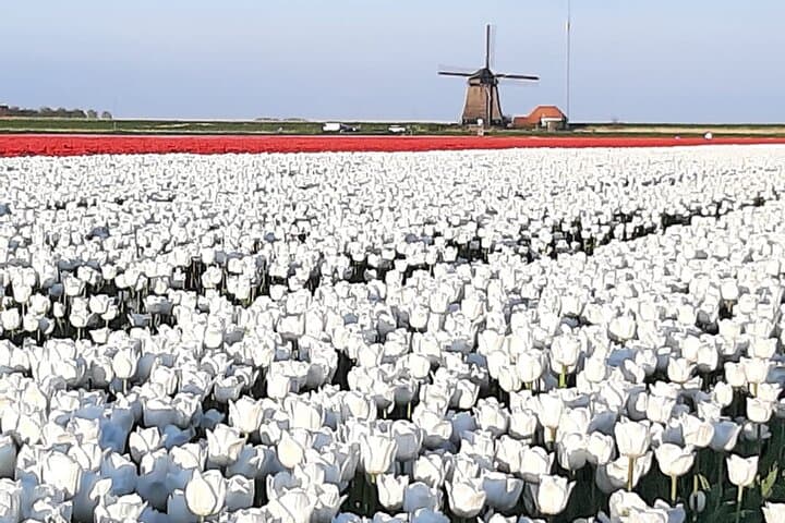Private Tulip Museum, Windmill & Cheese Tasting Tour from Amsterdam photo 3