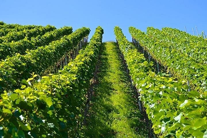 Full-Day Cape Winelands Tour: Stellenbosch, Franschhoek & Paarl photo 3