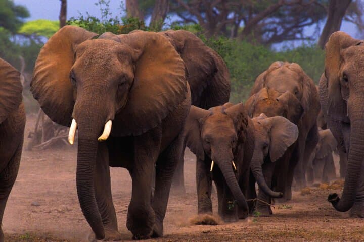Overnight Amboseli Safari: Elephants, Kilimanjaro Views & Luxury Camping