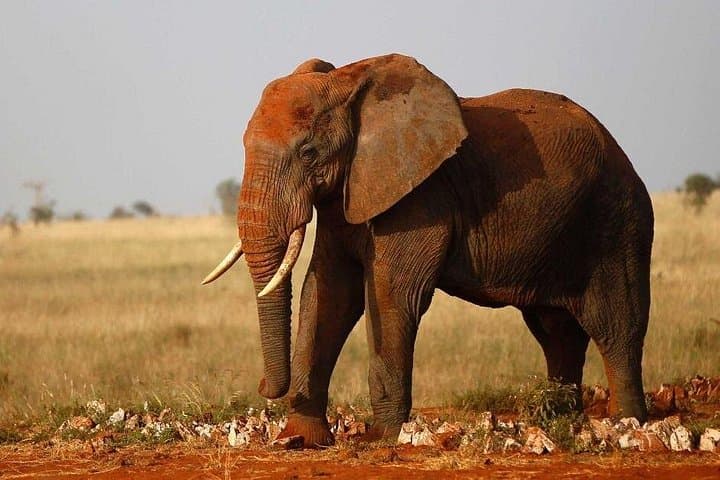 2-Day Tsavo East Safari from Voi: Big Game Drives & Overnight Lodge photo 3