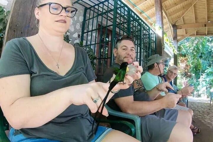 Rockland Bird Sanctuary Tour from Montego Bay — Feed Wild Hummingbirds in Lucea photo 4