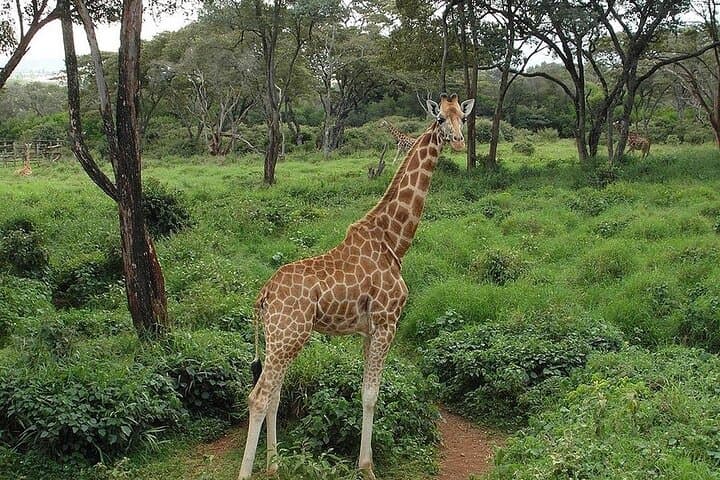 Nairobi Day Trip: Giraffe Centre, Karen Blixen Museum & Carnivore Lunch photo 4