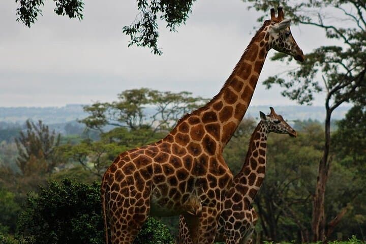 Nairobi Day Trip: Giraffe Centre, Karen Blixen Museum & Carnivore Lunch photo 5