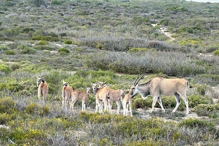 Full-Day Yzerfontein Safari & Khwa Ttu San Heritage Experience from Cape Town photo 4