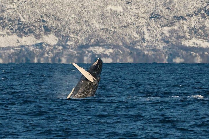 Silent whale watching from Tromsø: hybrid-electric boat trip to Skjervøy
