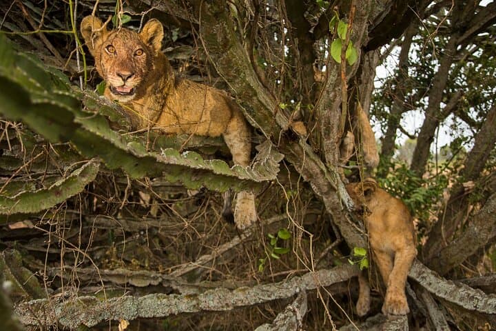3-Day Queen Elizabeth National Park and Chimpanzee Tracking Tour