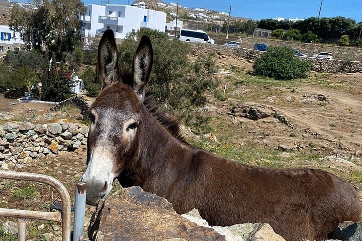 Spectacular Mykonos Private Half-Day Tour: Lighthouses, Beaches & Ano Mera photo 6