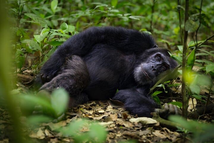 Classic Rwanda Safari: 10-Day Gorilla, Chimp & Lake Kivu Adventure photo 2
