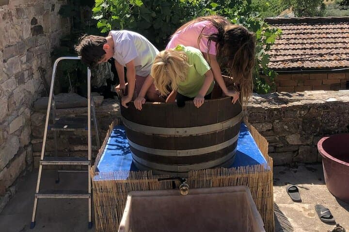 Grape Stomping in Chianti: Family Wine-Harvest Experience and Tasting photo 2