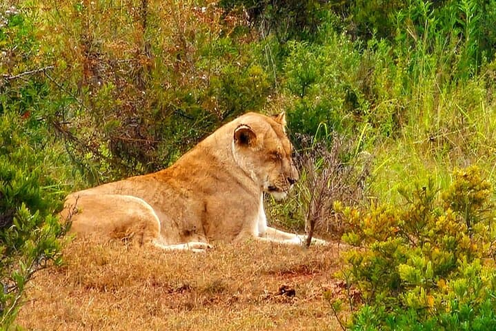 Addo Elephant Park Big Five Safari: Day Trip from Port Elizabeth