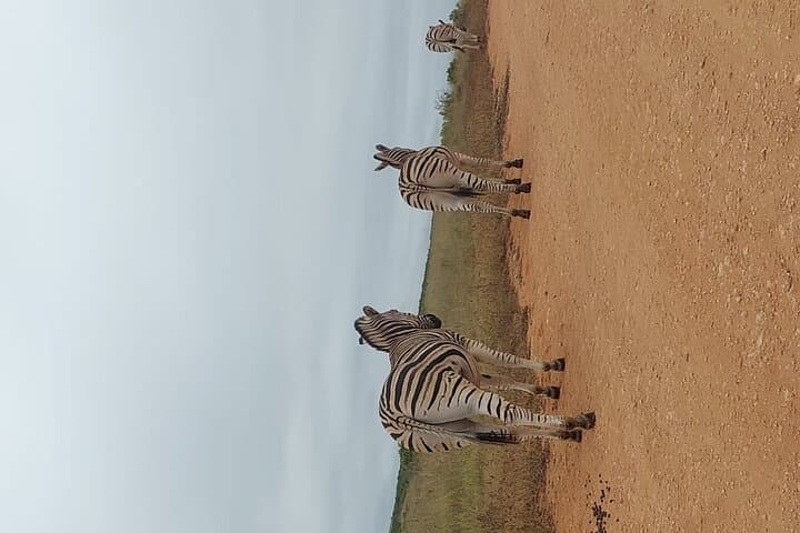 Addo Elephant Park Big Five Safari: Day Trip from Port Elizabeth photo 2
