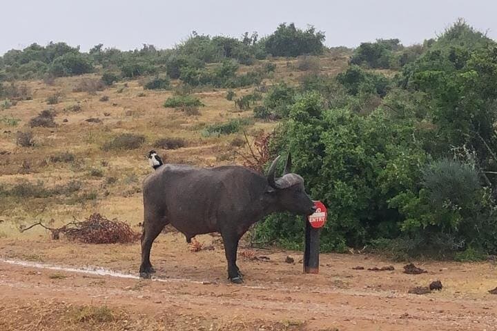 Addo Elephant Park Big Five Safari: Day Trip from Port Elizabeth photo 3
