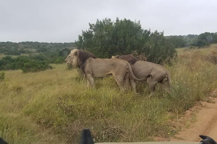 Addo Elephant Park Big Five Safari: Day Trip from Port Elizabeth photo 4