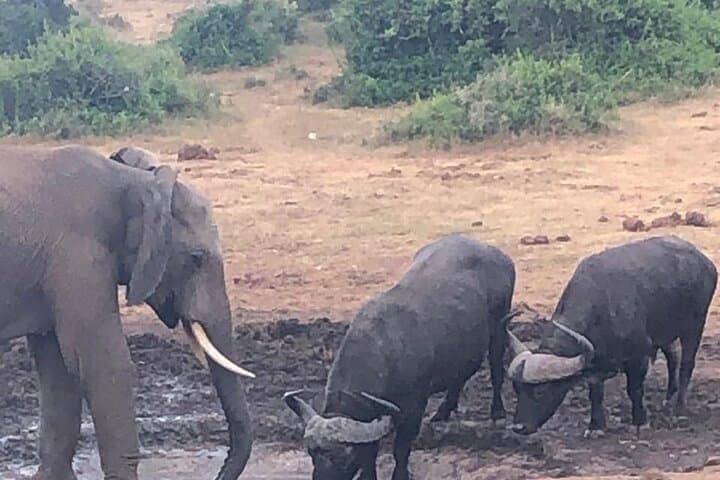Addo Elephant Park Big Five Safari: Day Trip from Port Elizabeth photo 5