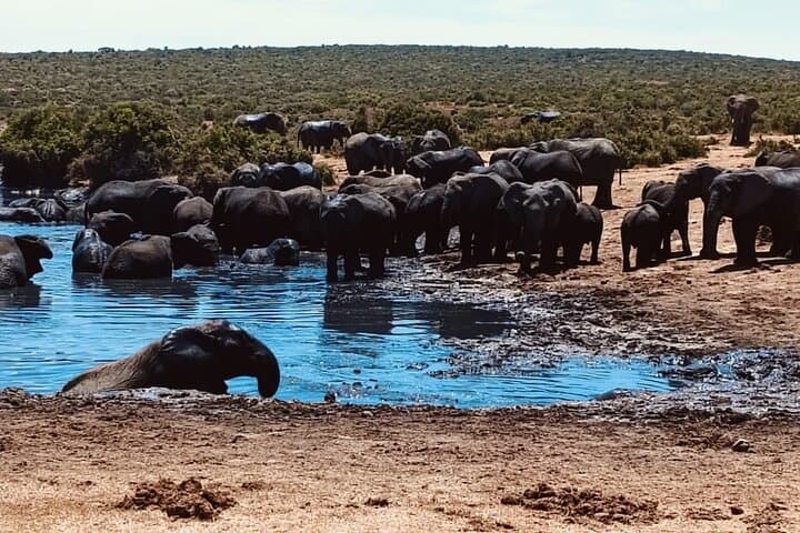 Addo Elephant Park Big Five Safari: Day Trip from Port Elizabeth photo 6