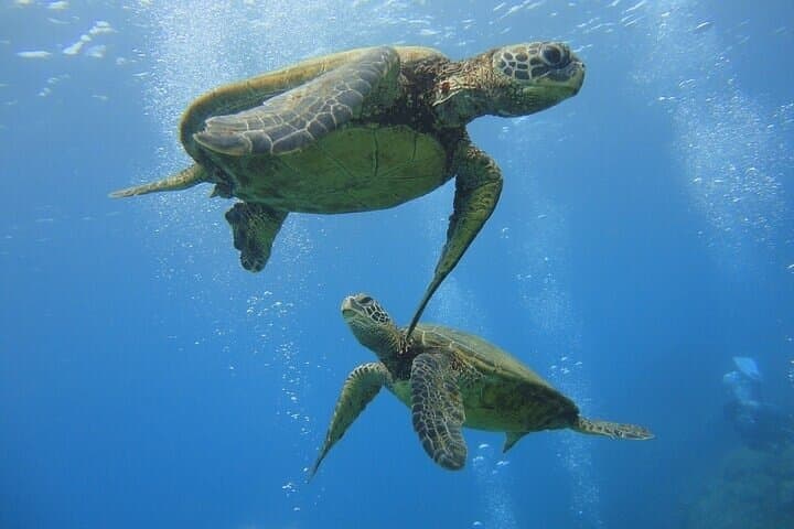 Paradise Honu Morning Snorkeling Tour — Waikiki Turtle Canyon Snorkel with Underwater Photos